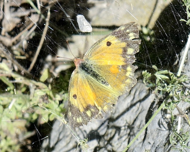 clouded yellow